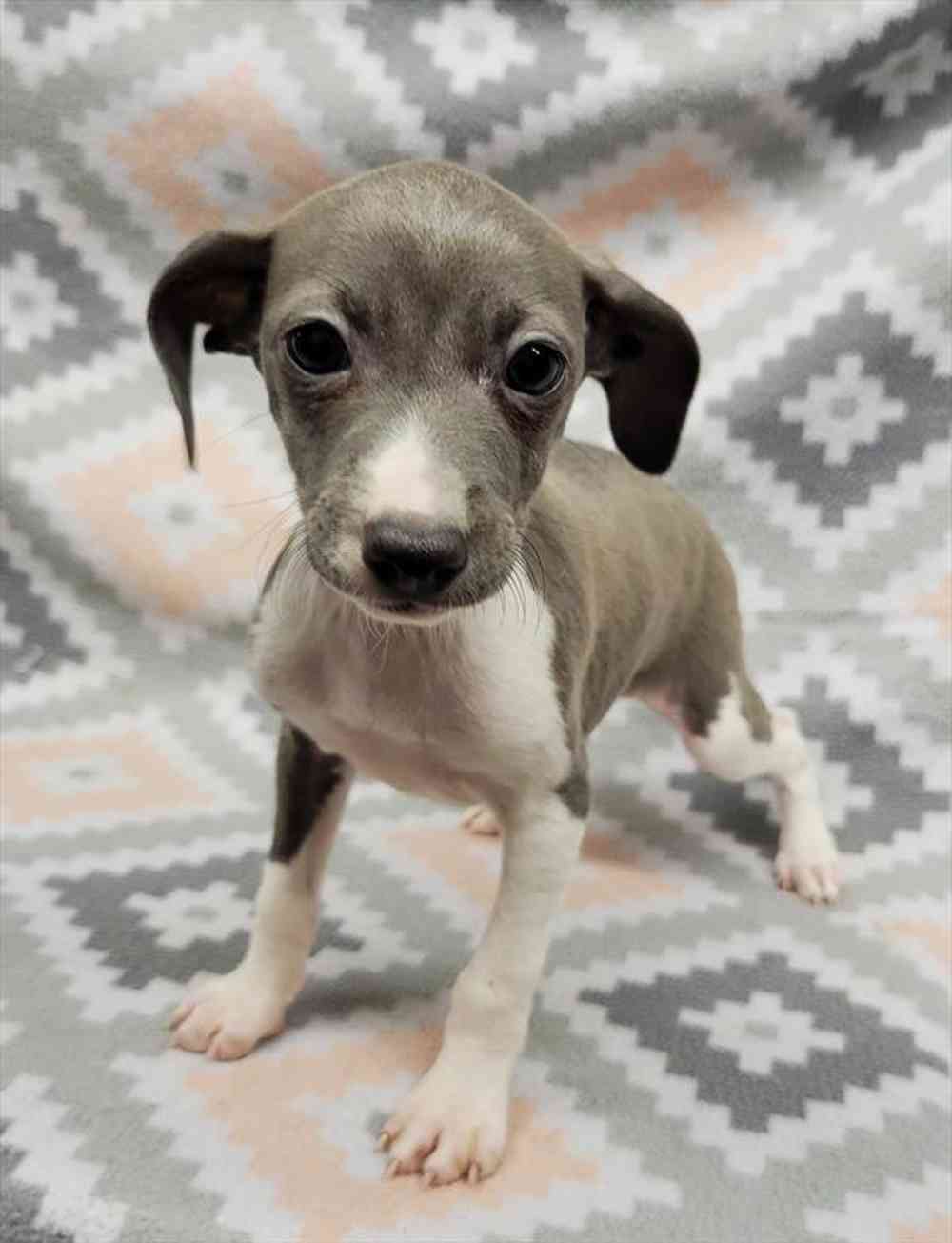 175303856feceae-1265-4b8c-a799-05be381fa9e0Italian_Greyhound_fe._762.jpg