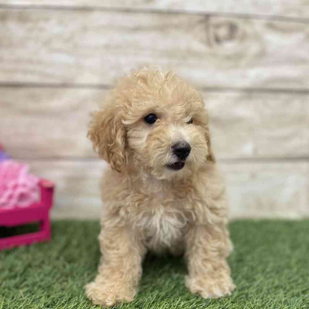 Male Poodle (MINI) Puppy for Sale in Braintree, MA