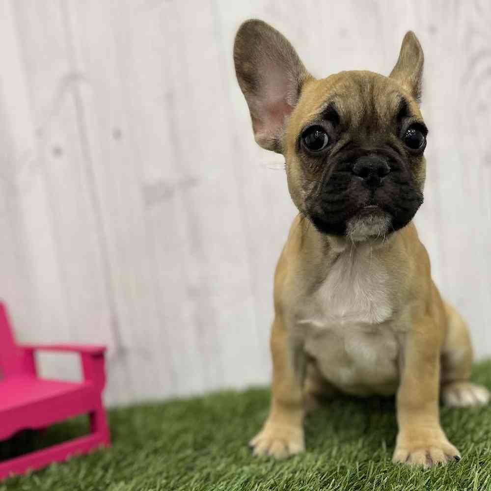 Female French Bulldog Puppy for Sale in Braintree, MA