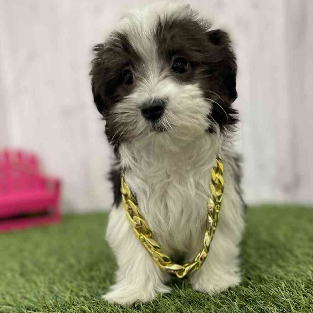 Male Havamalt Puppy for Sale in Braintree, MA
