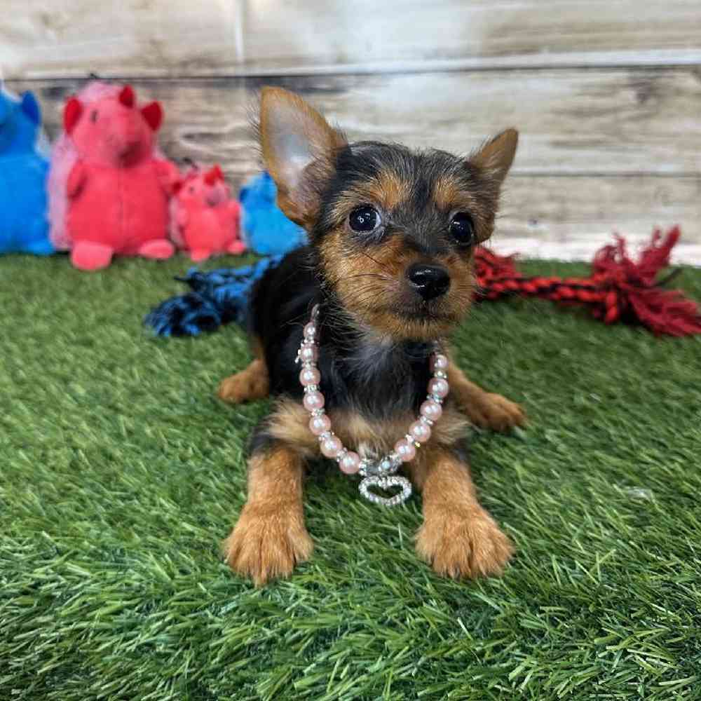 Female Chorkie Puppy for Sale in Saugus, MA