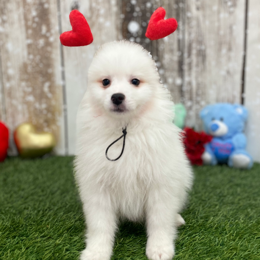 Male American Eskimo Puppy for Sale in Braintree, MA