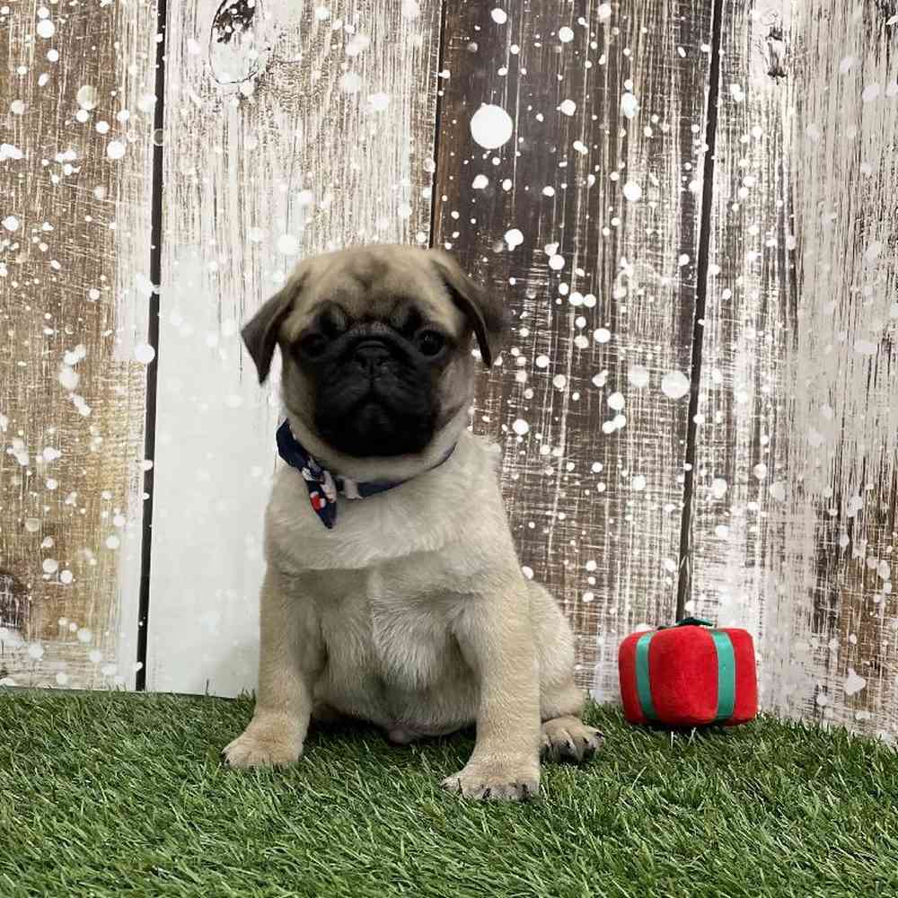 Male Pug Puppy for Sale in Braintree, MA
