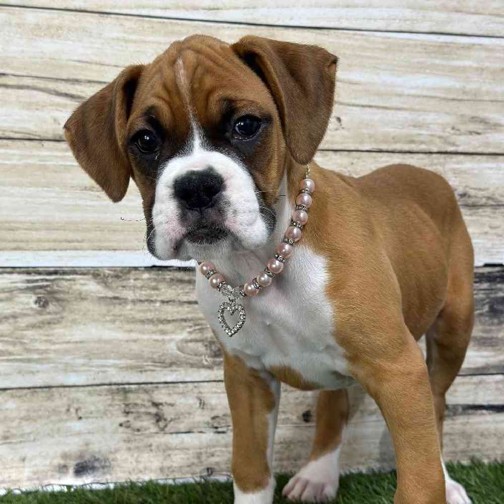 Female Boxer Puppy for Sale in Saugus, MA