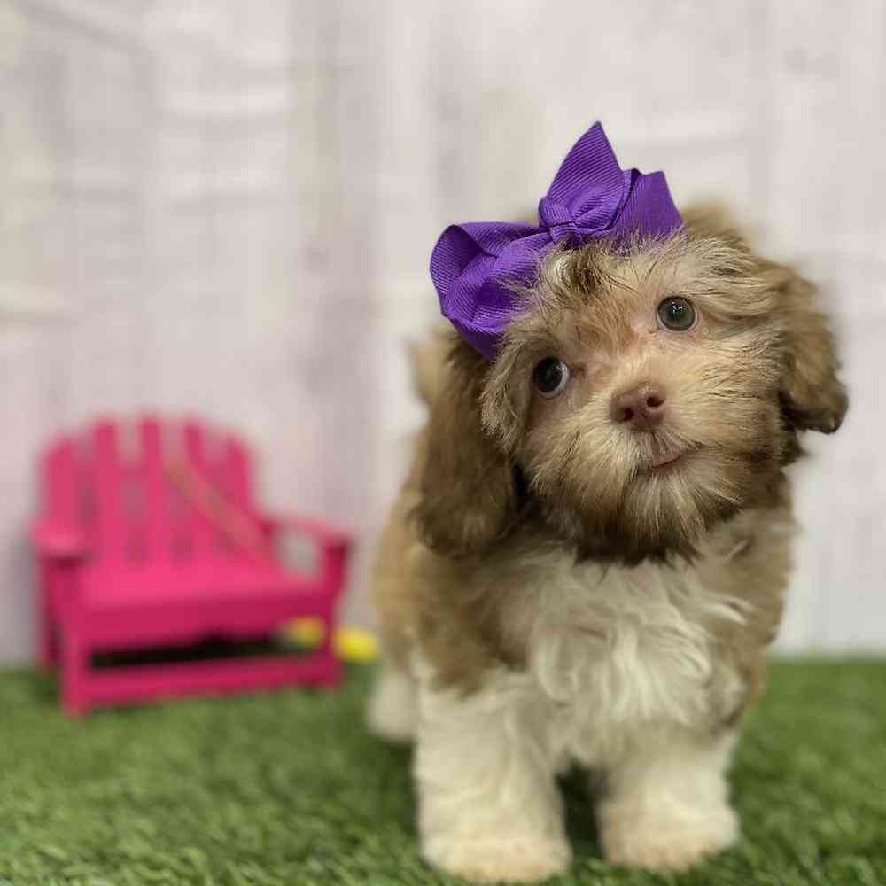 Female Havanese Puppy for Sale in Braintree, MA