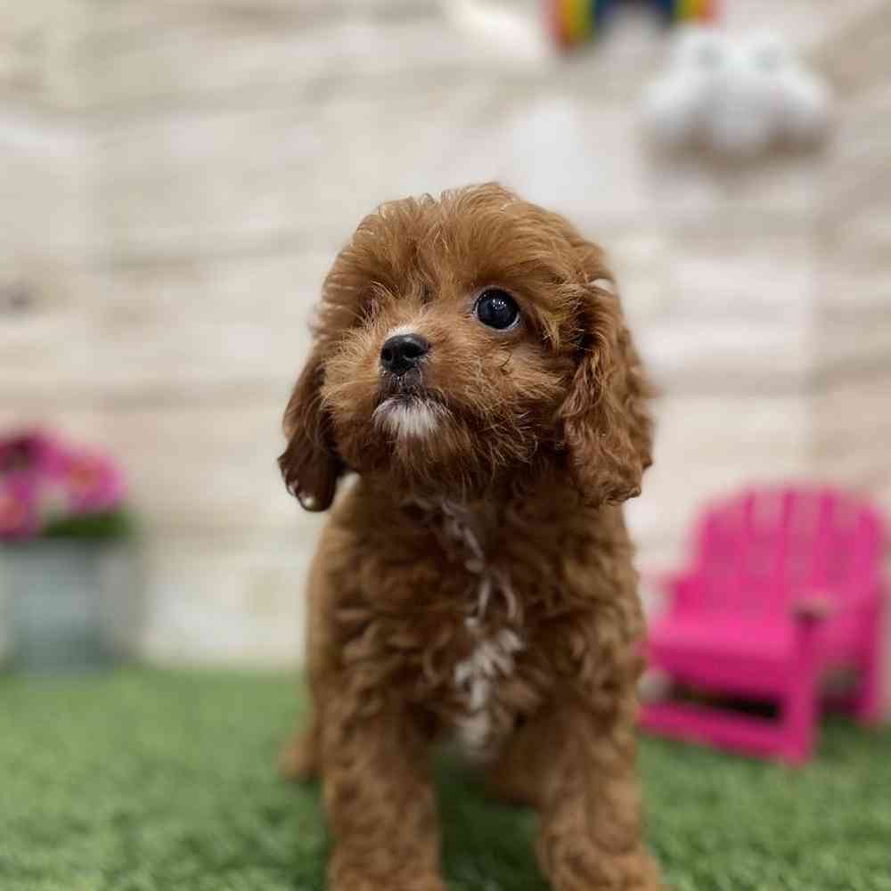 Male Cavapoo Puppy for Sale in Braintree, MA