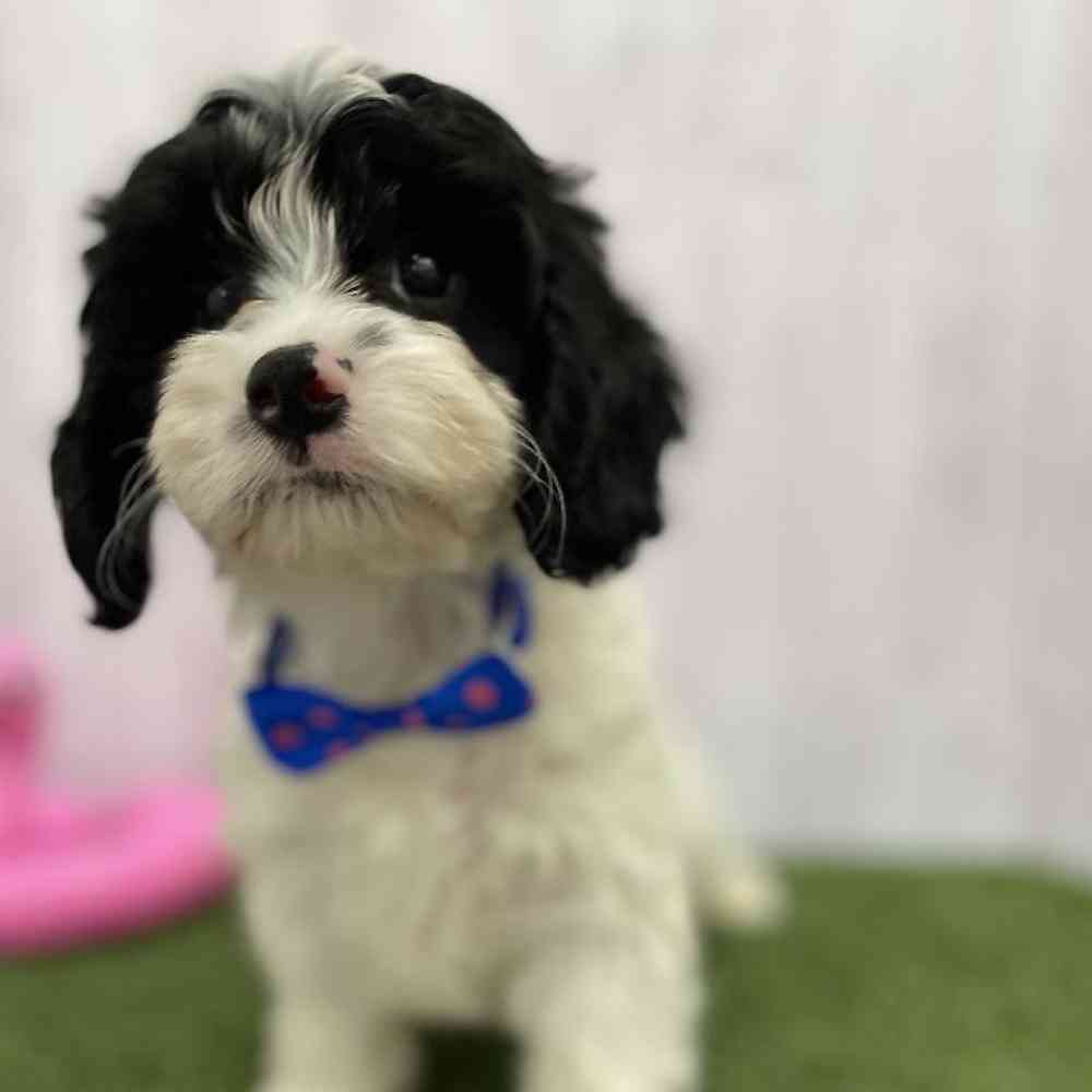 Male Cavapoo Puppy for Sale in Braintree, MA