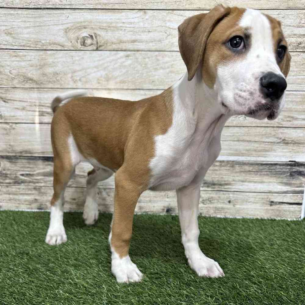 Male Australian Boxherd Puppy for Sale in Saugus, MA