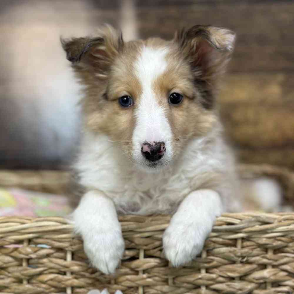 Female Shetland Sheepdog Puppy for Sale in Braintree, MA