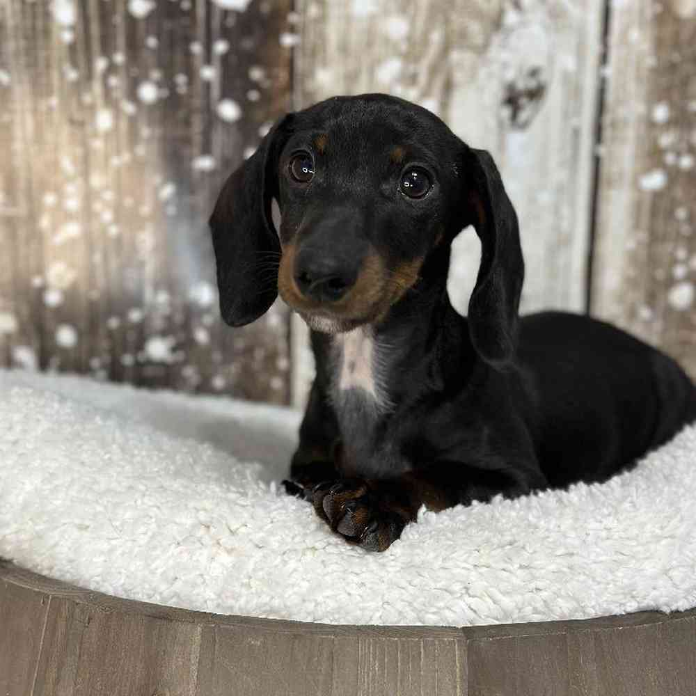 Male Dachshund Puppy for Sale in Saugus, MA