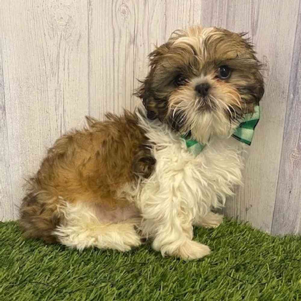Male Shih Tzu Puppy for Sale in Saugus, MA