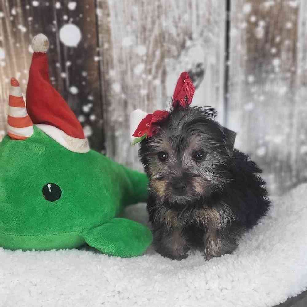 Female Silky Terrier Puppy for Sale in Saugus, MA