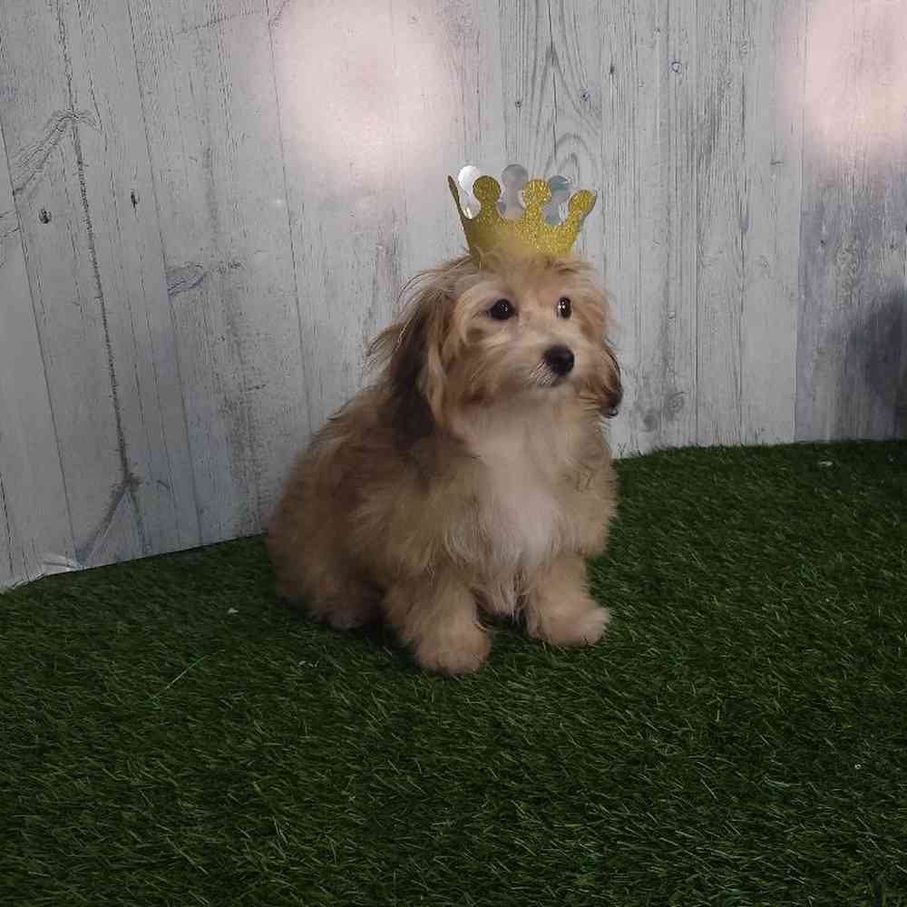 Female Lhatese Puppy for sale