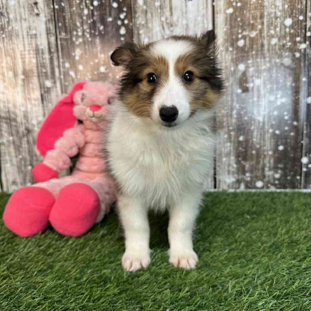 Female Sheltie Puppy for Sale in Saugus, MA