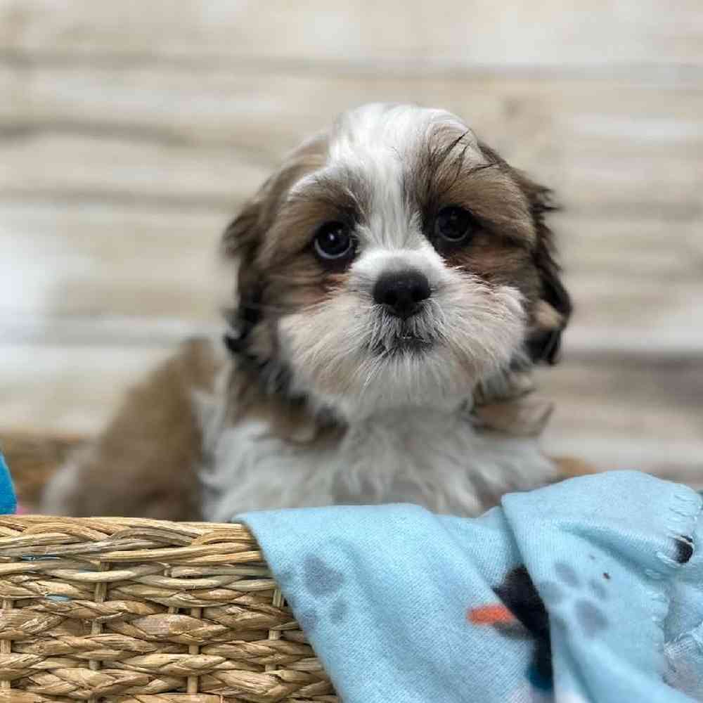 Male Teddy Bear (Zuchon) 2nd Gen Puppy for Sale in Saugus, MA