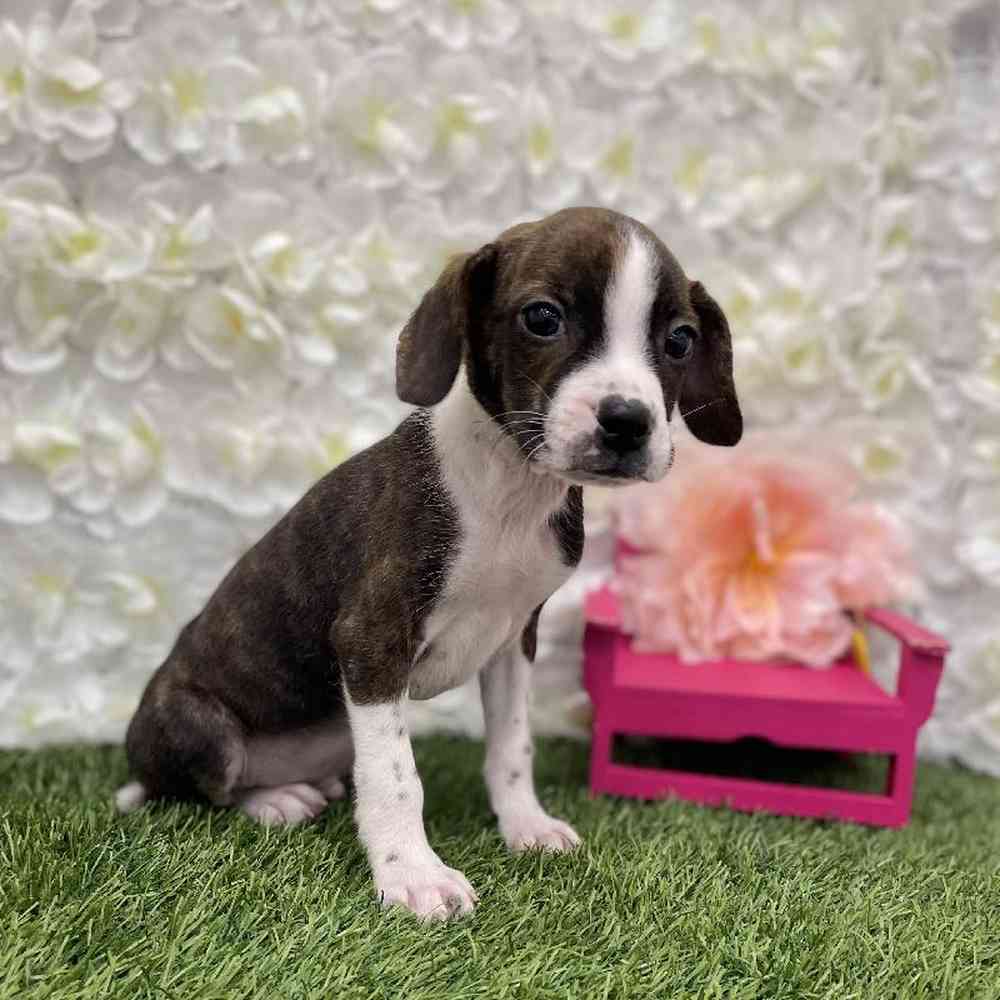 Male Boglen Terrier Puppy for Sale in Braintree, MA
