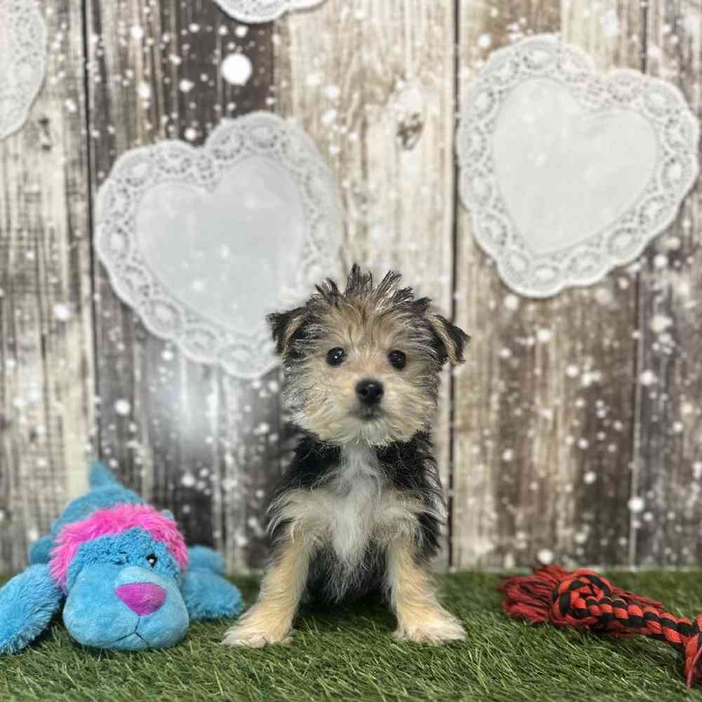 Male Morkie Puppy for Sale in Saugus, MA