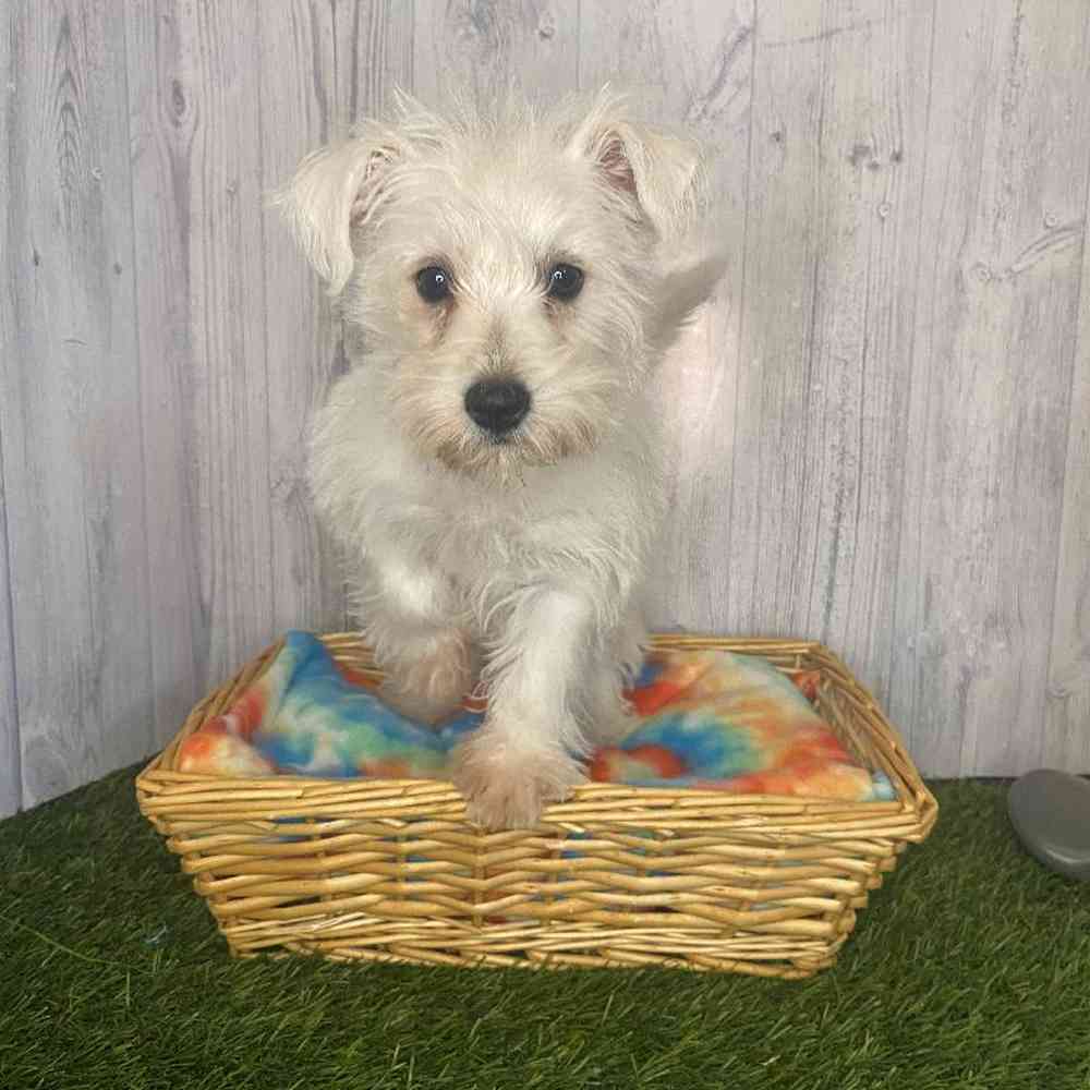 Female Wauzer (Westie/Min Schnauzer) Puppy for Sale in Saugus, MA