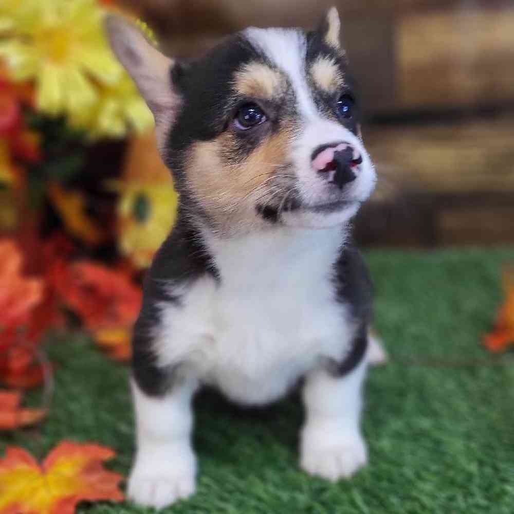 Male Pembroke Welsh Corgi Puppy for Sale in Saugus, MA