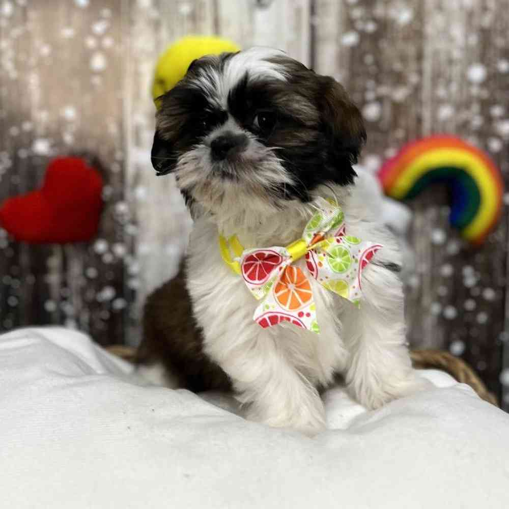 Female Shih Tzu Puppy for Sale in Saugus, MA