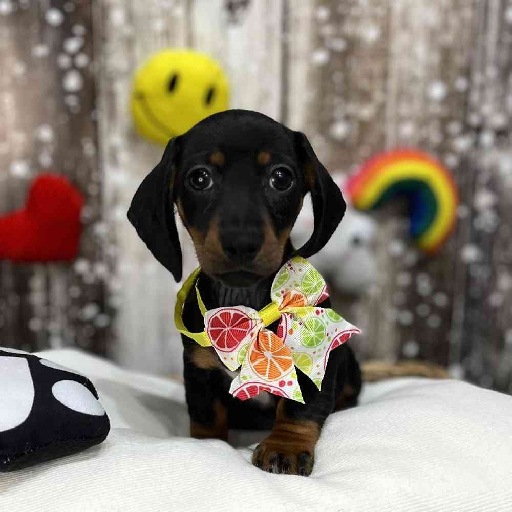 Female Dachshund Puppy for Sale in Saugus, MA