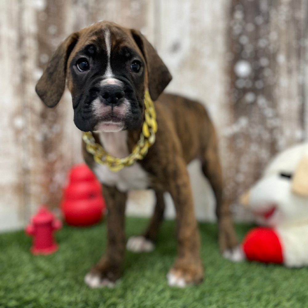 Male Boxer Puppy for Sale in Braintree, MA