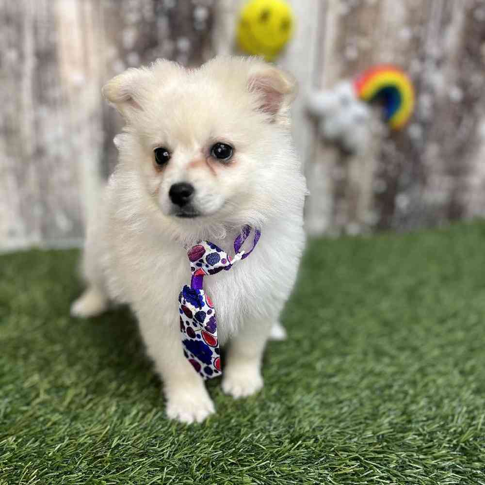 Male Pomimo Puppy for Sale in Saugus, MA