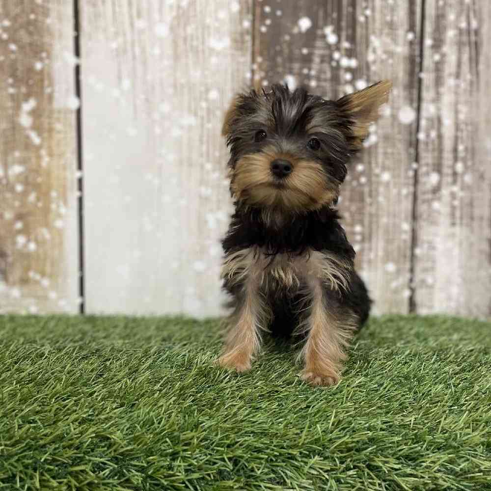 Female Yorkshire Terrier Puppy for Sale in Braintree, MA