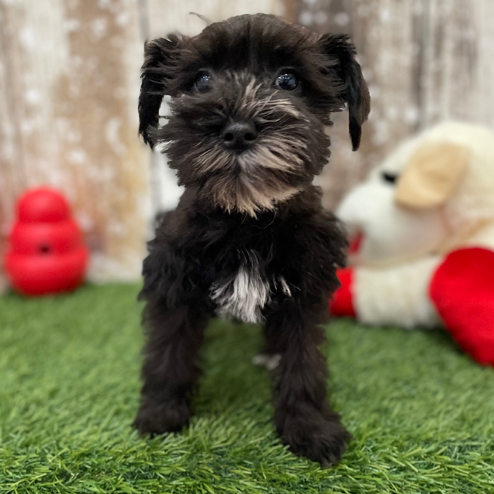 Female Miniature Schnauzer Puppy for Sale in Braintree, MA