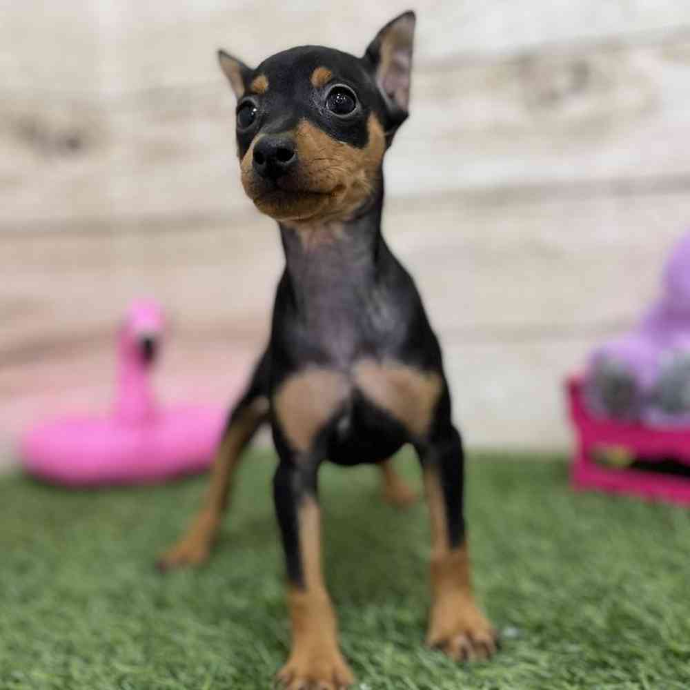 Female Miniature Pinscher Puppy for Sale in Braintree, MA