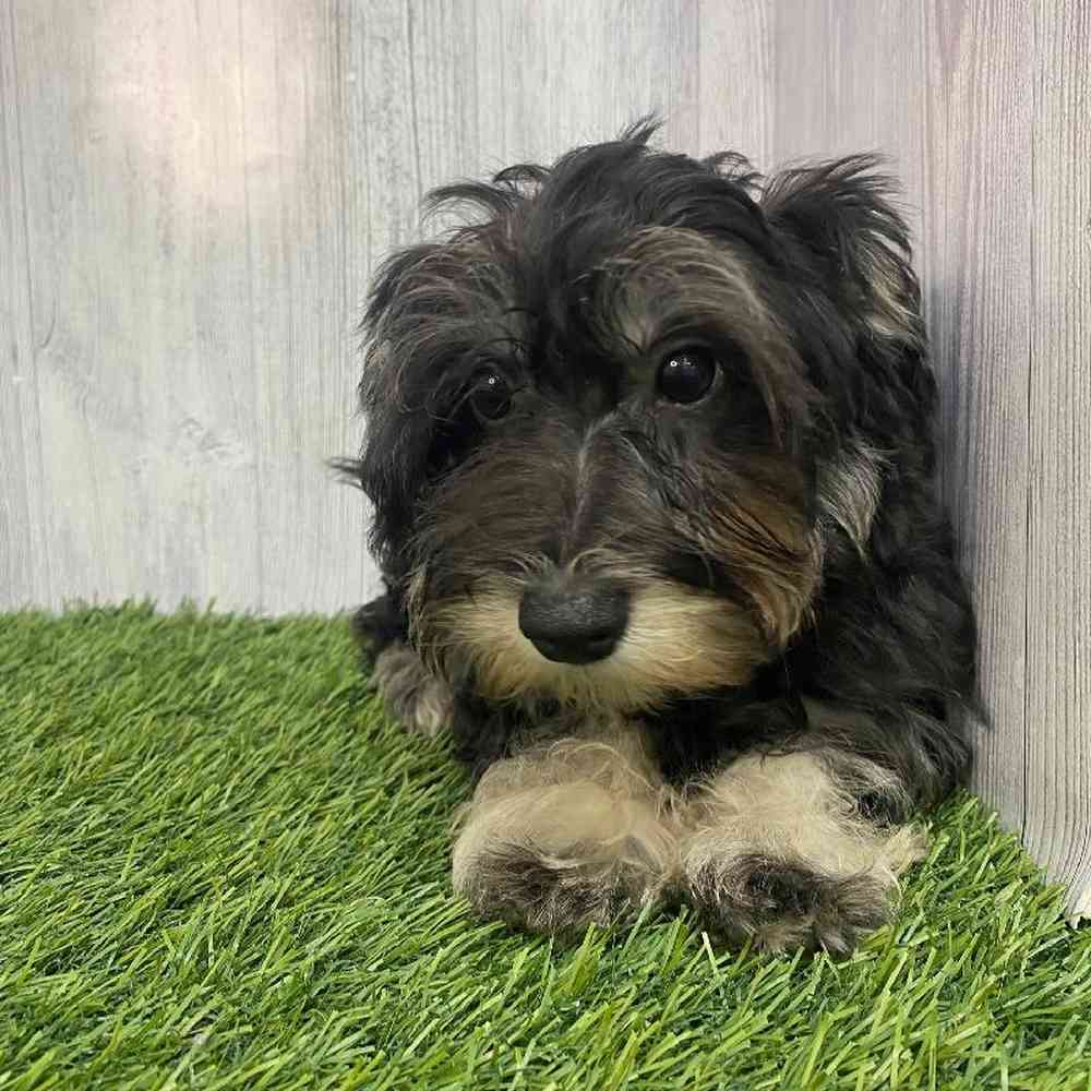 Female Chonzer (Bichon/Min Schnauzer) Puppy for Sale in Saugus, MA