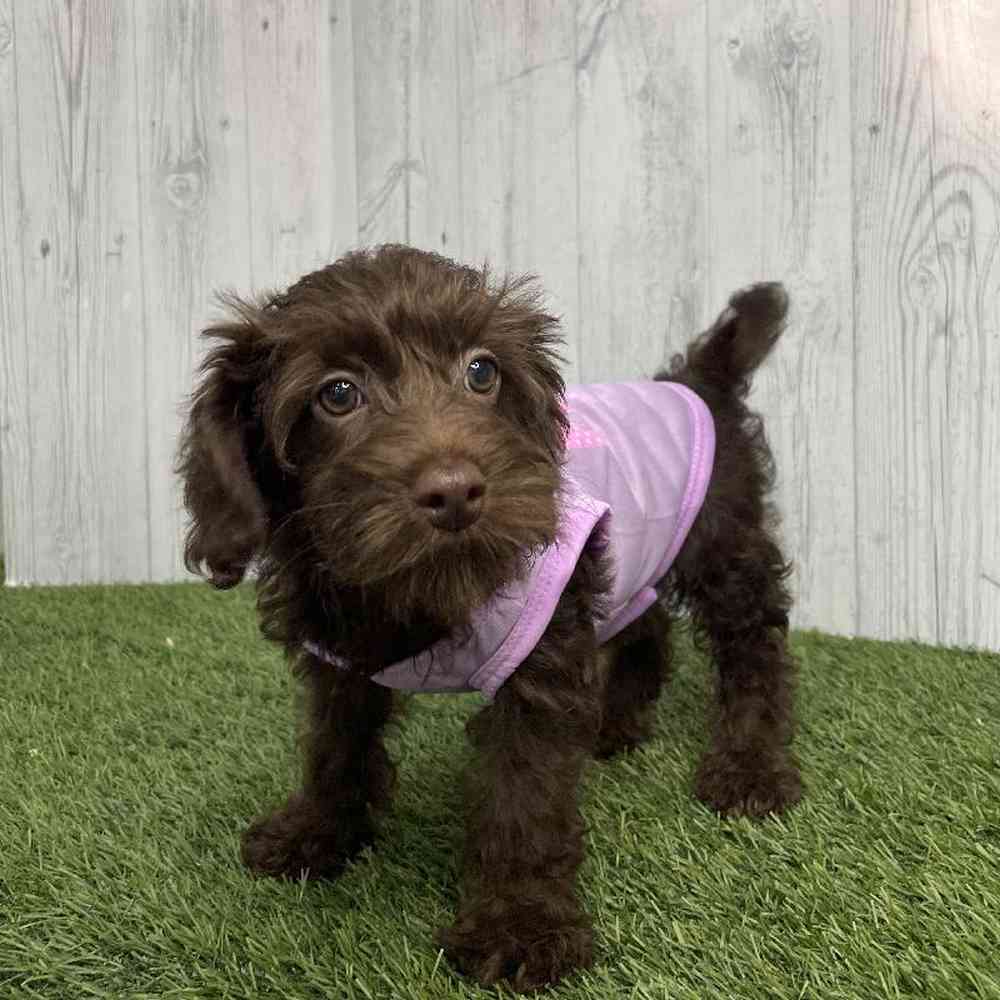 Female Mini Labradoodle 2nd Gen Puppy for sale
