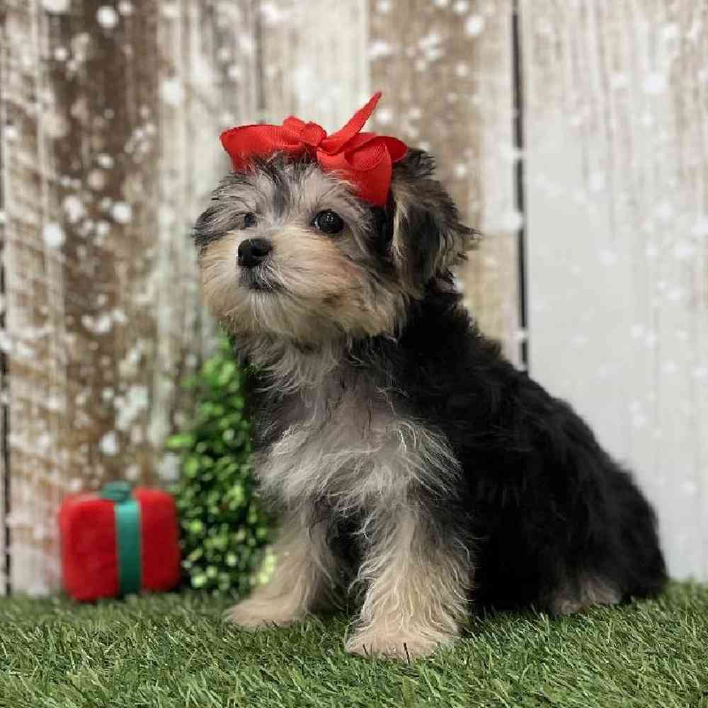 Female Morkie Puppy for Sale in Braintree, MA