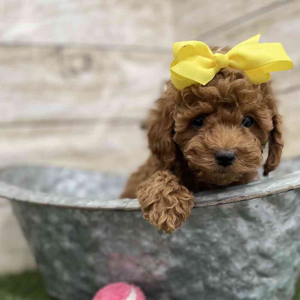 Female Cockapoo 2nd Gen Puppy for Sale in Braintree, MA