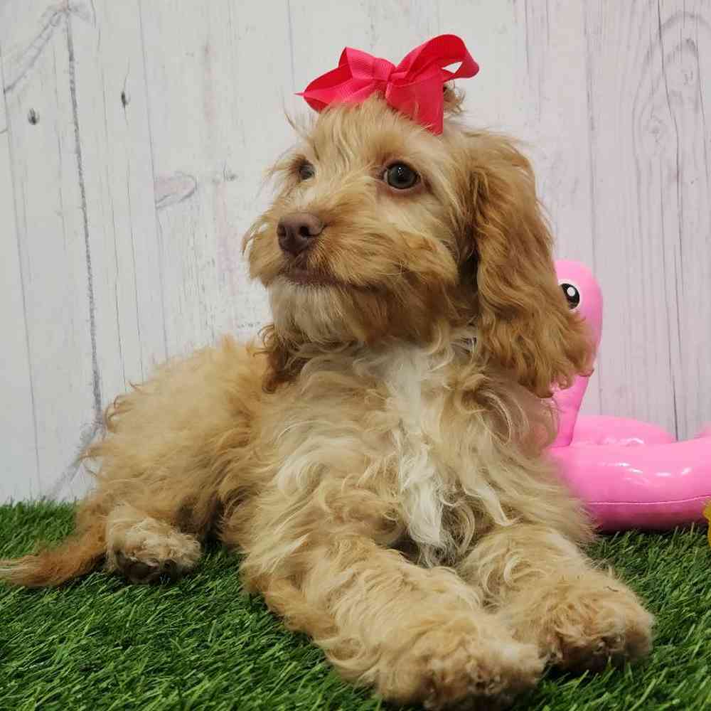 Female Cockapoo Puppy for Sale in Braintree, MA