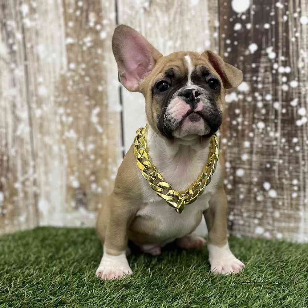 Male French Bulldog Puppy for Sale in Braintree, MA