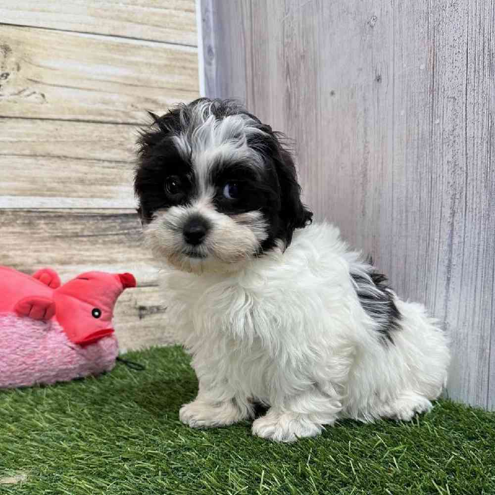 Female Shih-Poo Puppy for Sale in Saugus, MA