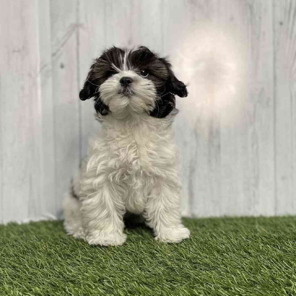 Female Shih-Poo Puppy for sale