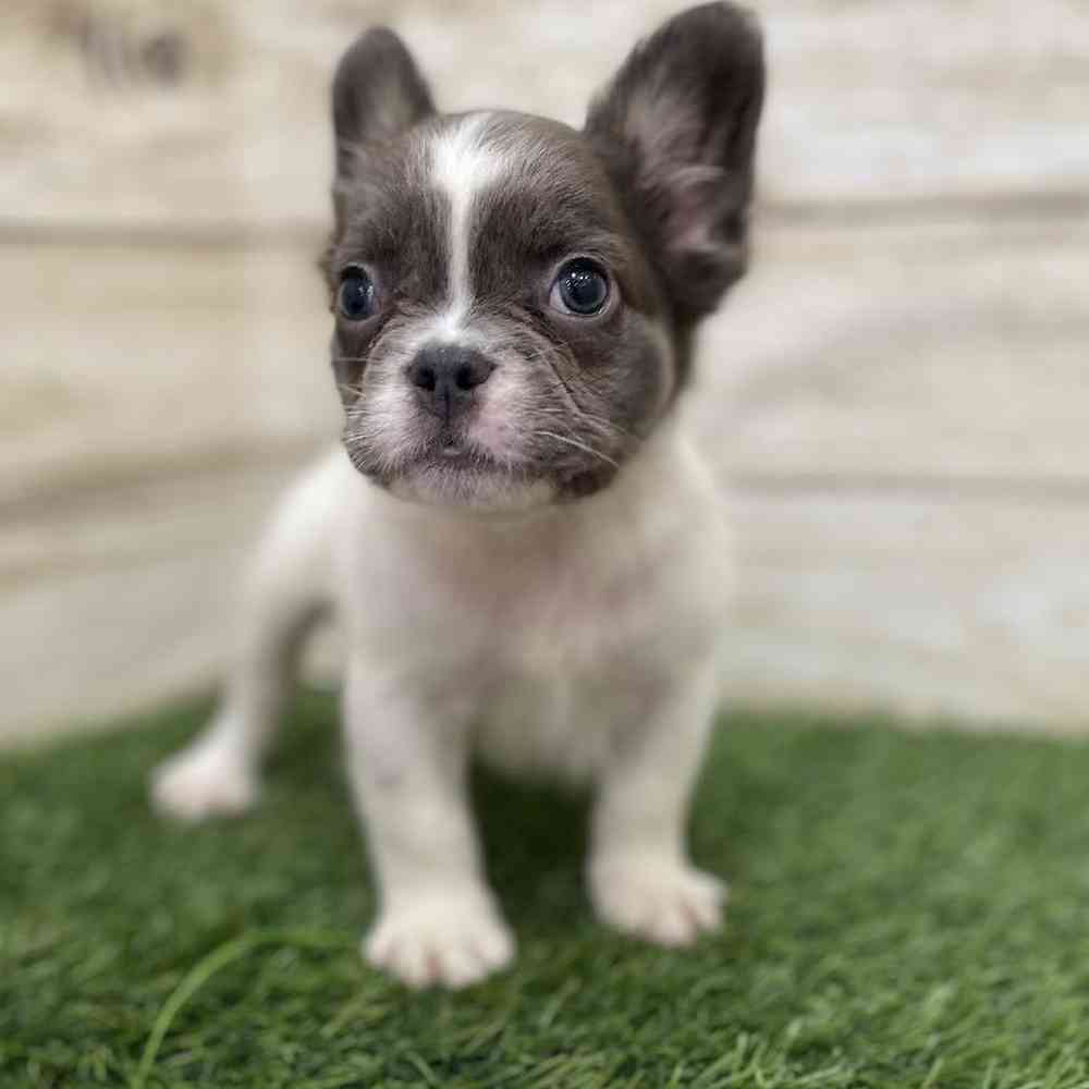 Male French Bulldog Puppy for Sale in Braintree, MA