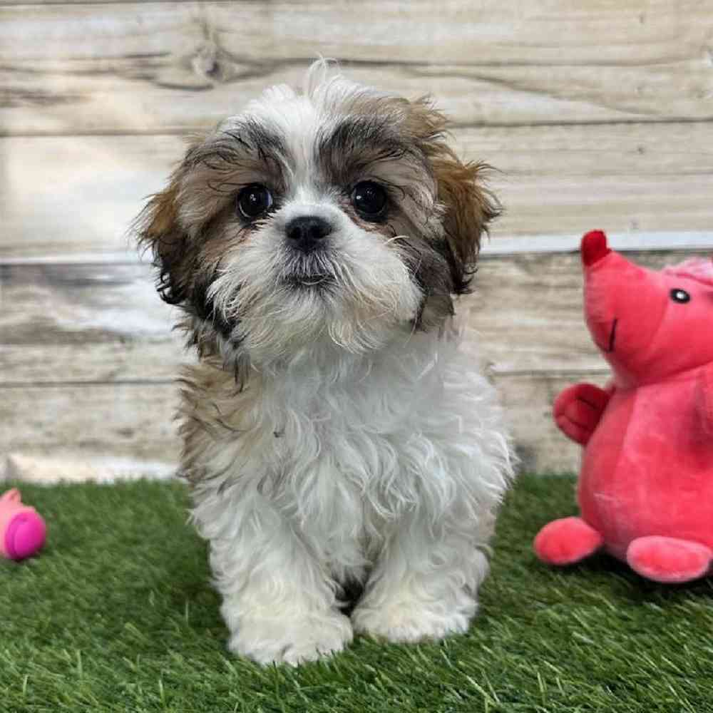 Female Teddy Bear (Zuchon) 2nd Gen Puppy for Sale in Saugus, MA
