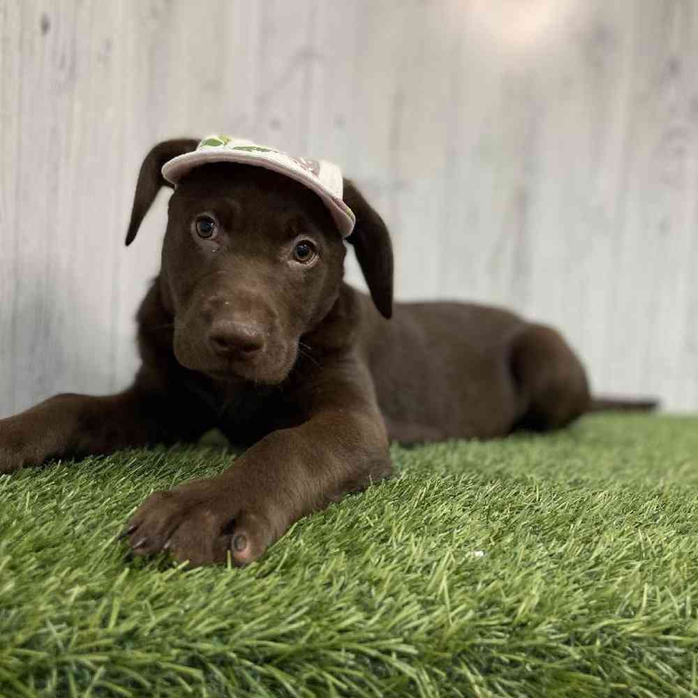 Female Labrador Retriever Puppy for sale