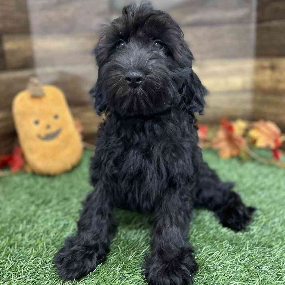 Male Cockapoo 2nd Gen Puppy for Sale in Braintree, MA