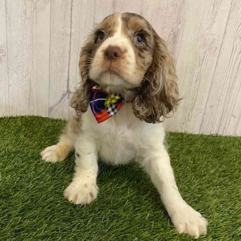 Male Cocker Spaniel Puppy for sale
