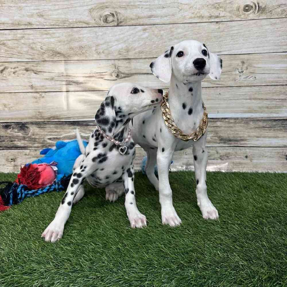 Female Dalmatian Puppy for Sale in Saugus, MA