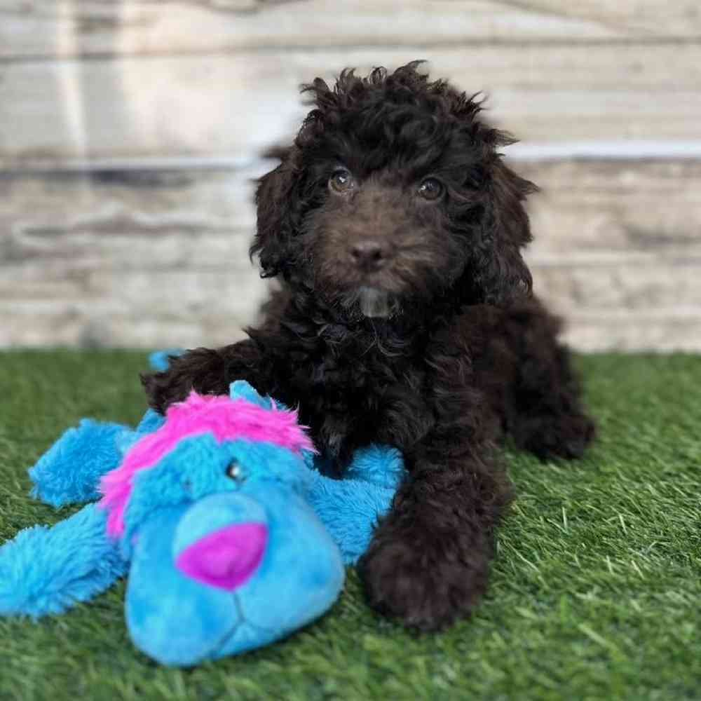 Male Mini NewfyPoo Puppy for Sale in Saugus, MA