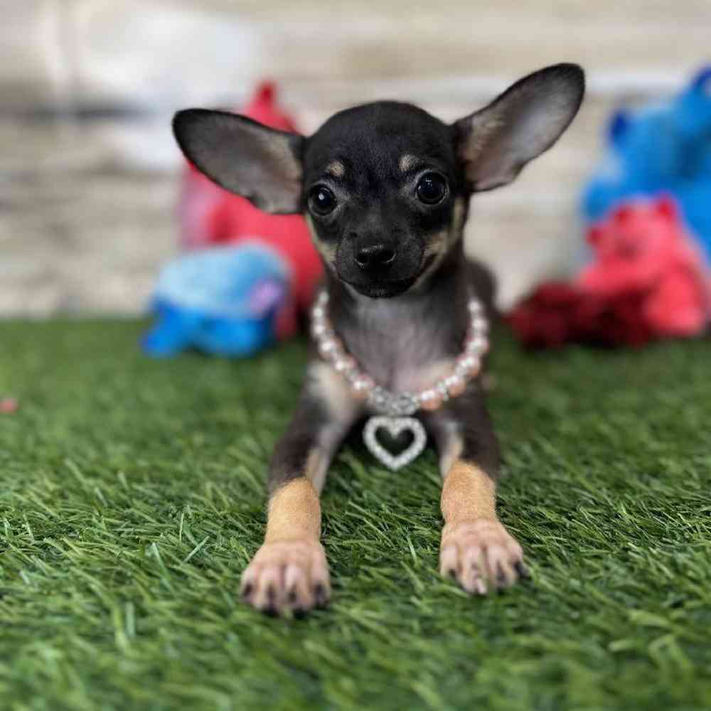 Female Chihuahua Puppy for Sale in Saugus, MA
