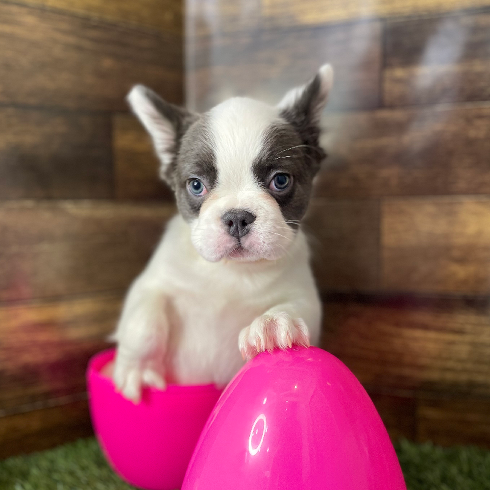 Female French Bulldog Puppy for Sale in Braintree, MA