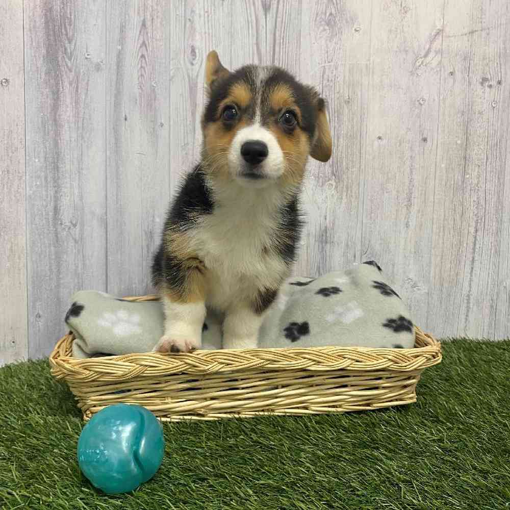 Female Pembroke Welsh Corgi Puppy for Sale in Saugus, MA