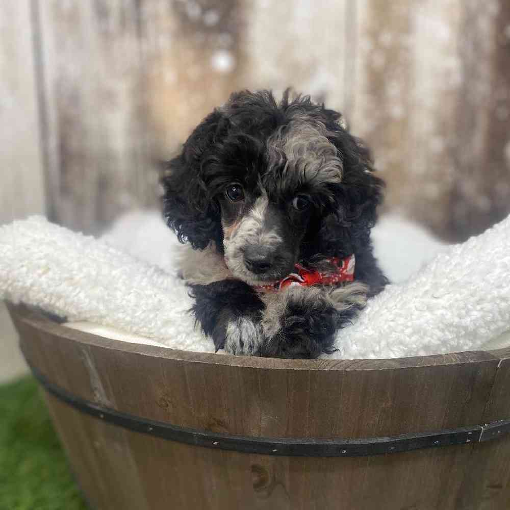 Male Poodle (MINI) Puppy for Sale in Saugus, MA