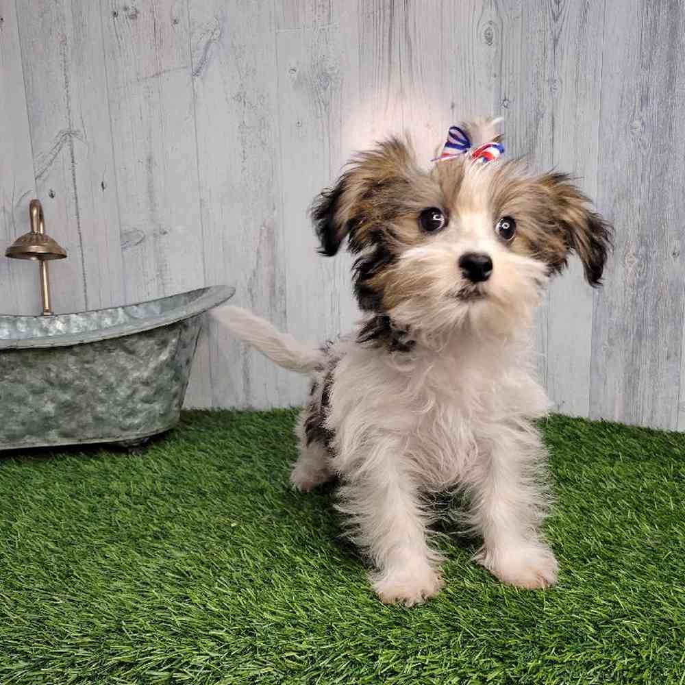 Female Shorkie Puppy for sale